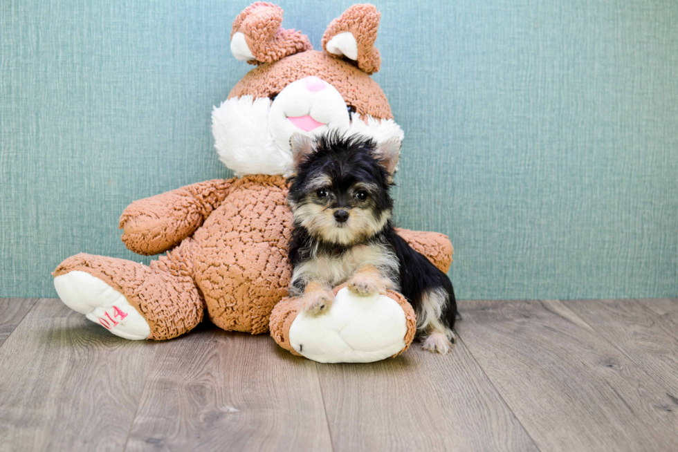 Cute Morkie Baby