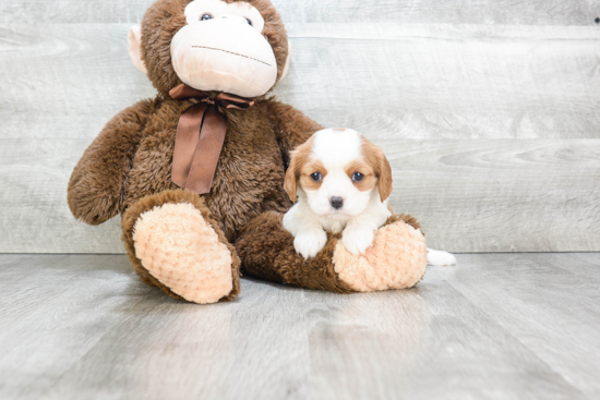 Little Cavalier King Charles Spaniel Baby