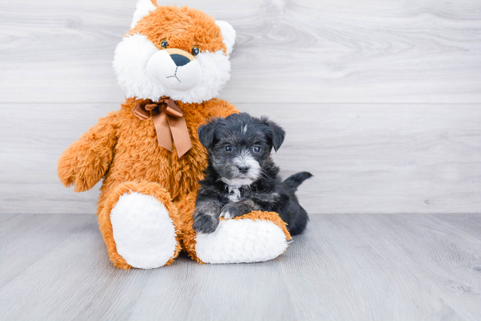 Morkie Puppy for Adoption