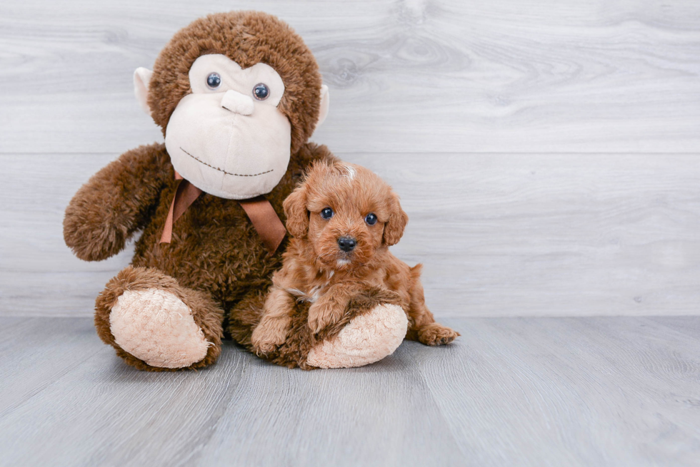 Cavapoo Puppy for Adoption