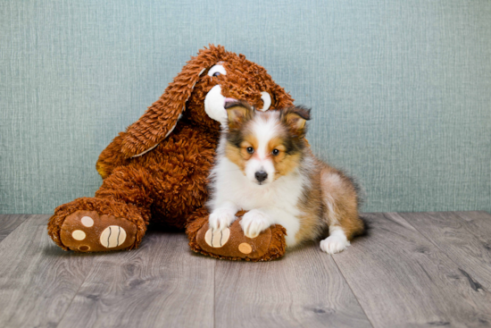 Cute Sheltie Baby