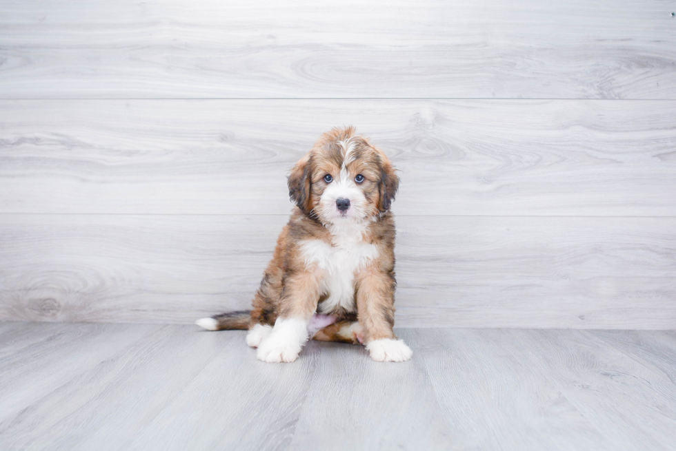 Mini Bernedoodle Pup Being Cute