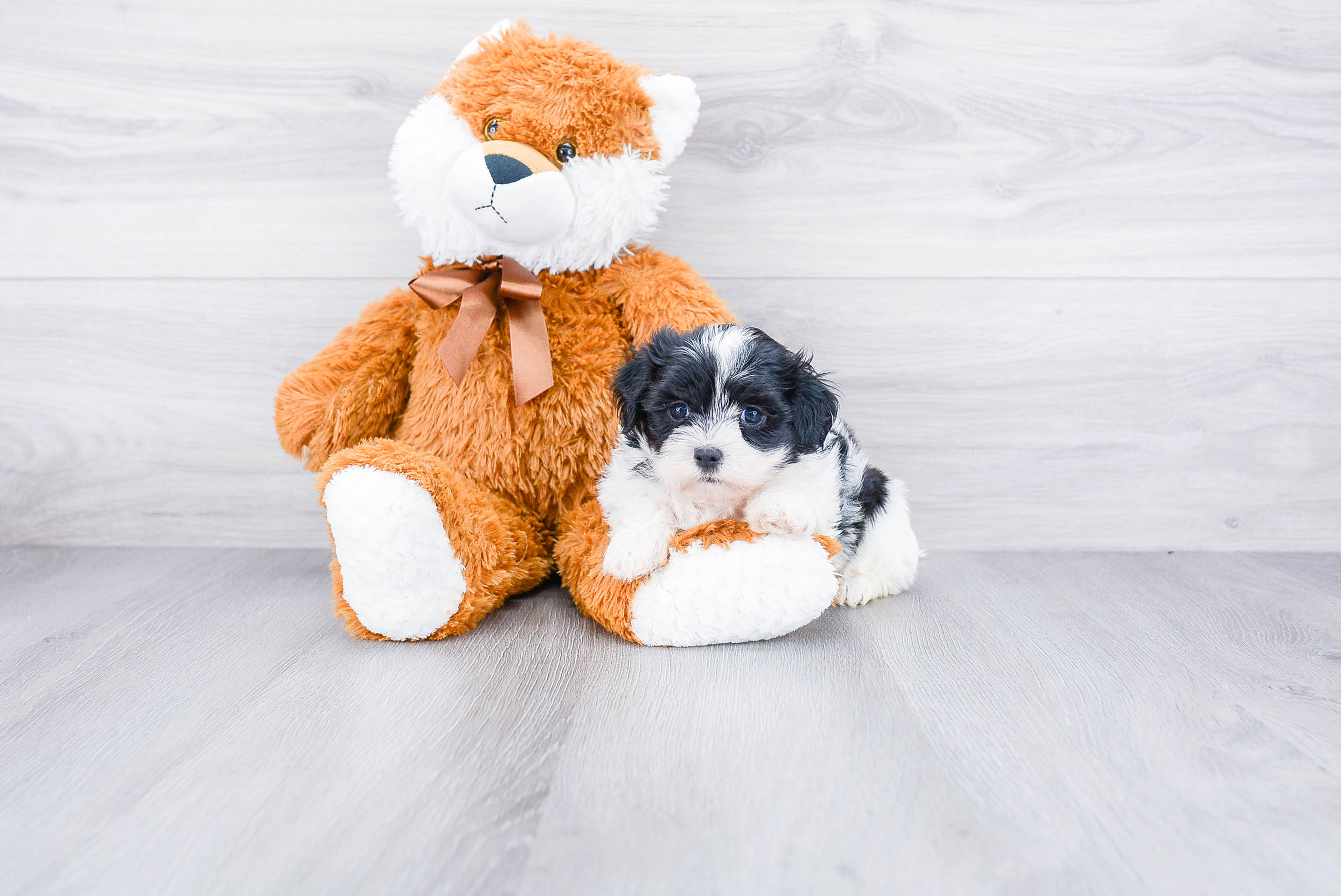 Teddy Bear Puppy for Adoption