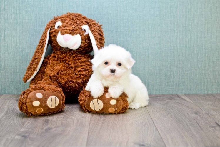 Sweet Maltese Purebred Puppy