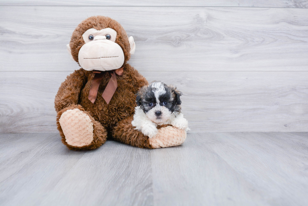 Little Shit Designer Puppy