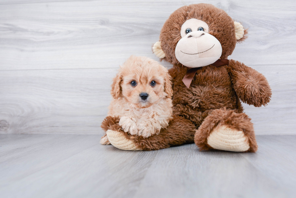 Hypoallergenic Cavoodle Poodle Mix Puppy