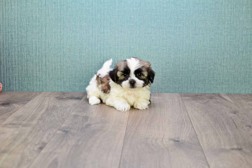 Teddy Bear Puppy for Adoption