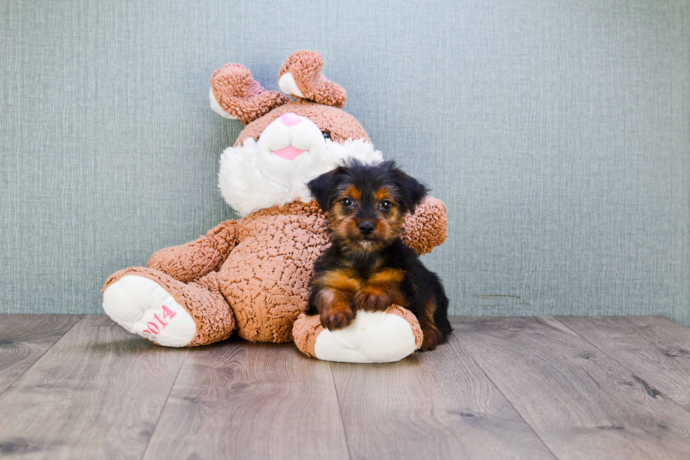 Meet Stevo - our Yorkshire Terrier Puppy Photo 
