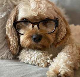 Cavashon Puppies For Sale - Premier Pups