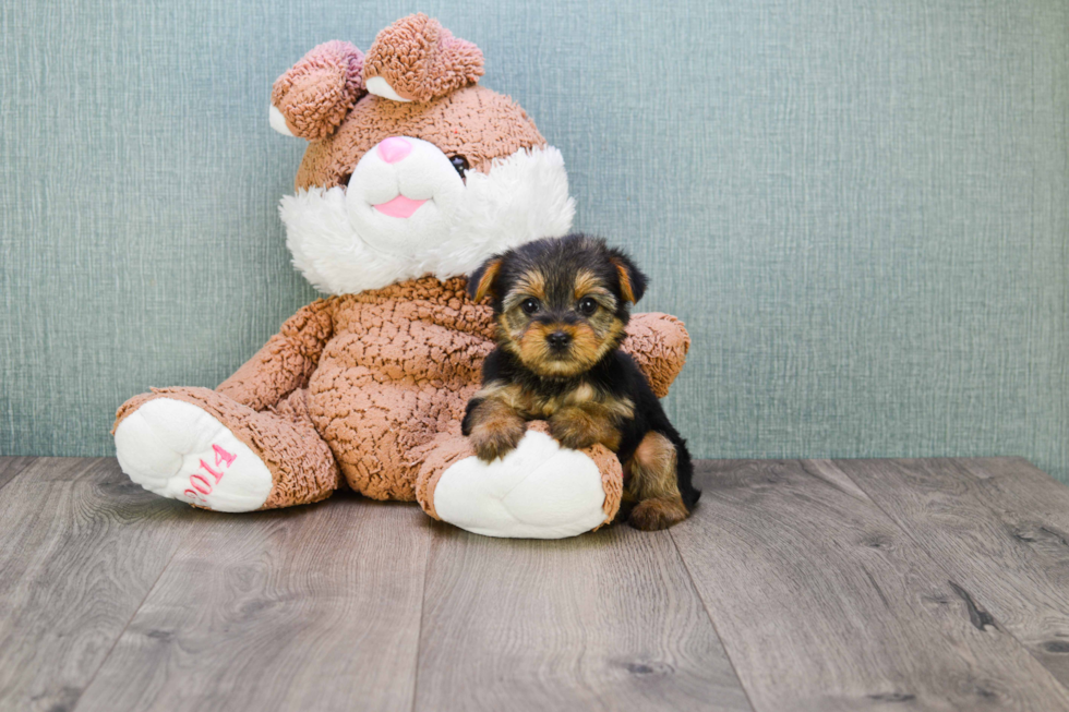 Meet Nugget - our Yorkshire Terrier Puppy Photo 
