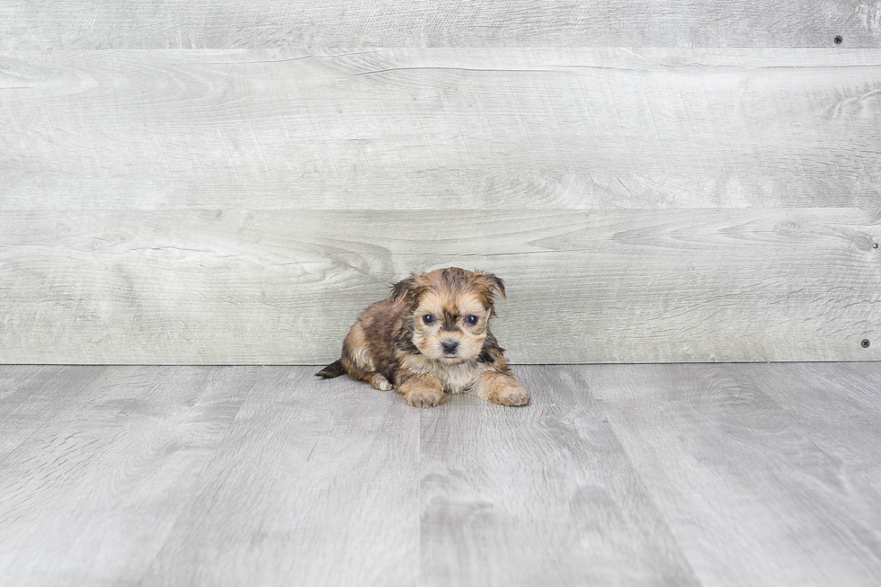 Adorable Yorkie Designer Puppy