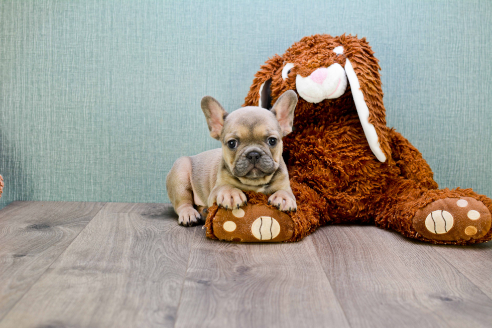 Playful French Bulldog Purebred Pup
