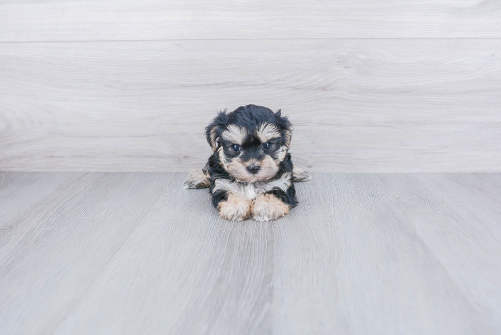 Petite Morkie Designer Pup