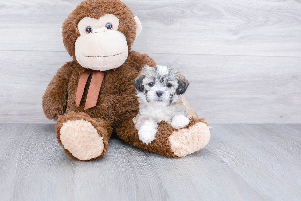 Teddy Bear Puppy for Adoption