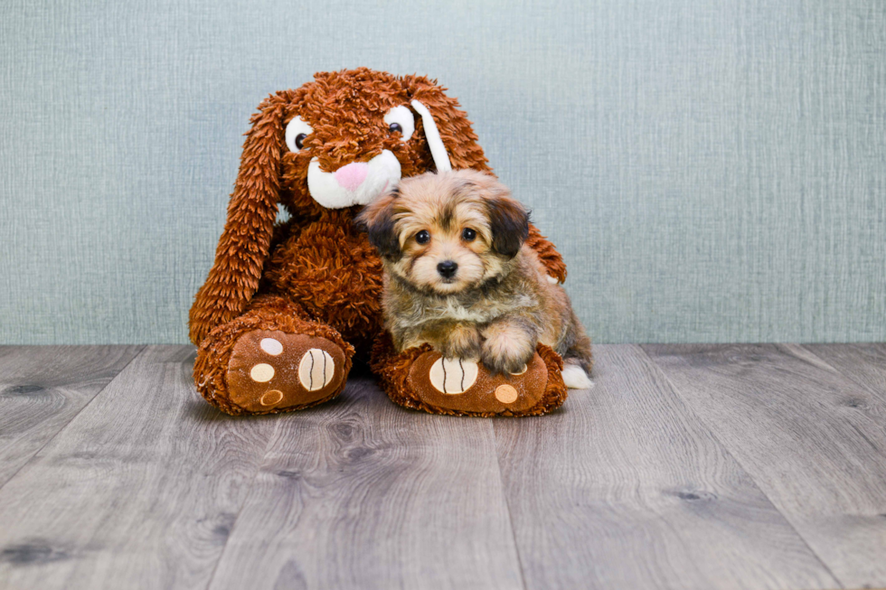 Morkie Puppy for Adoption