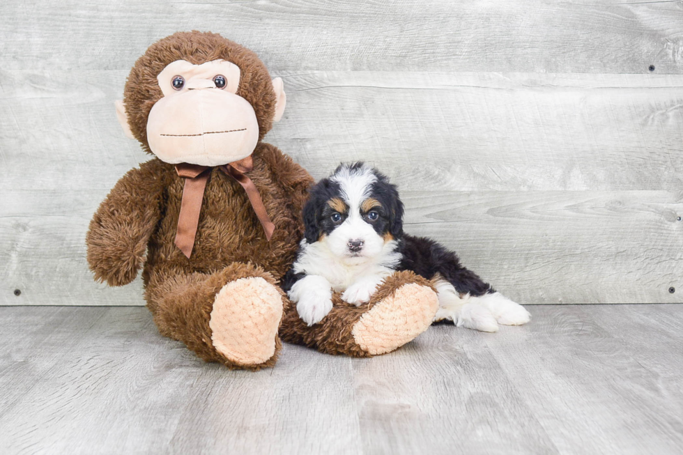 Adorable Mini Berniedoodle Poodle Mix Puppy
