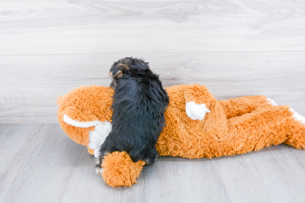 Friendly Morkie Baby