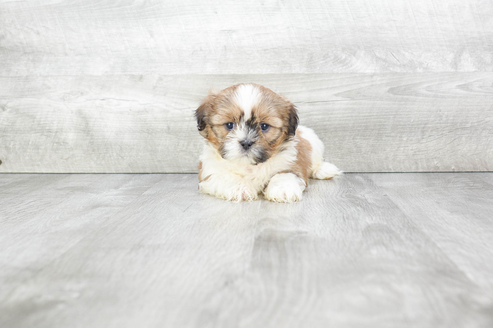 Best Teddy Bear Baby