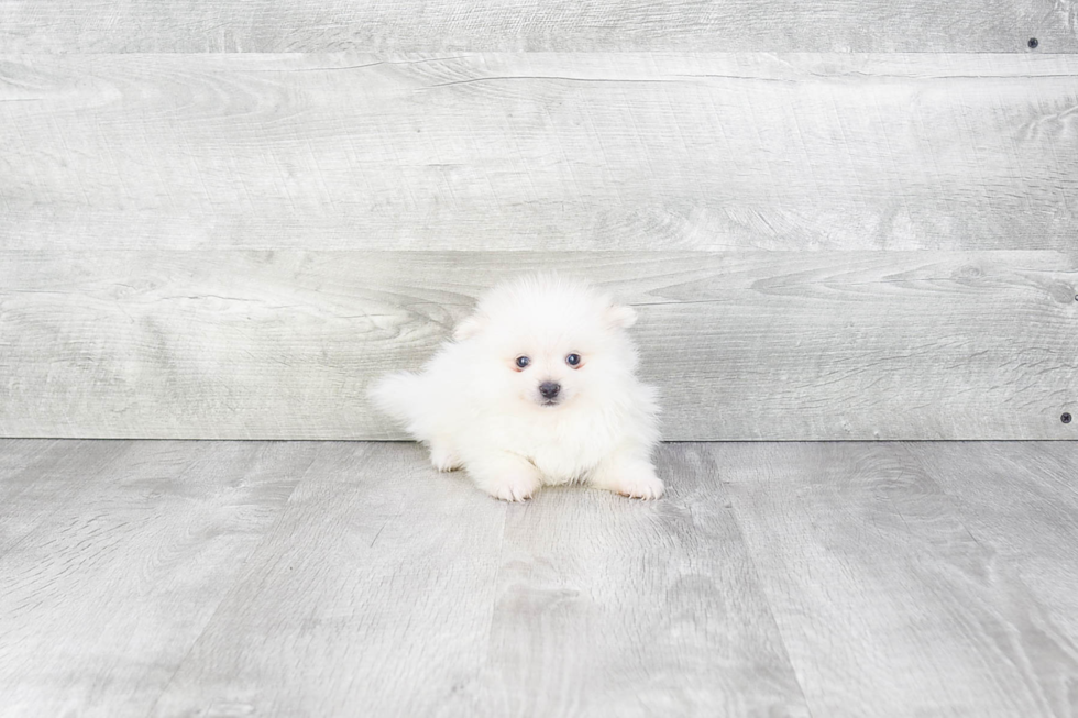 Pomeranian Pup Being Cute