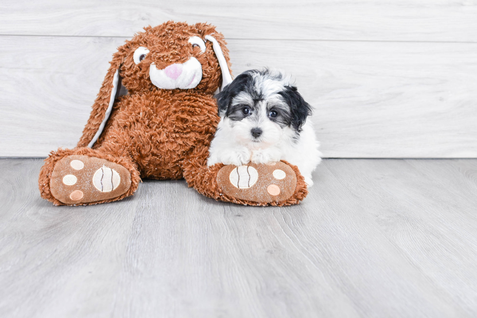 Morkie Pup Being Cute