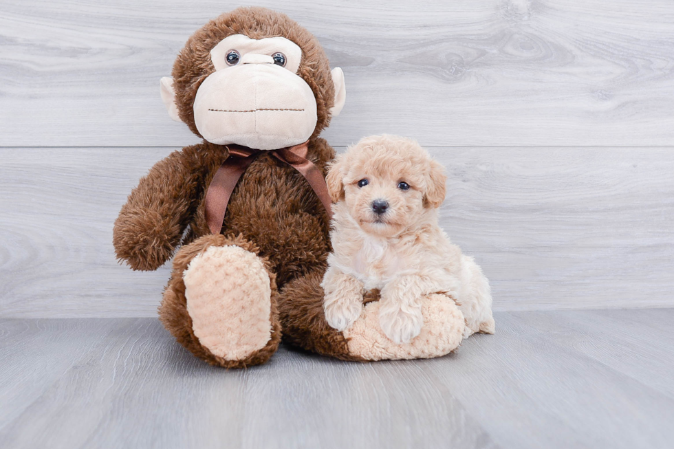 Smart Maltipoo Poodle Mix Pup