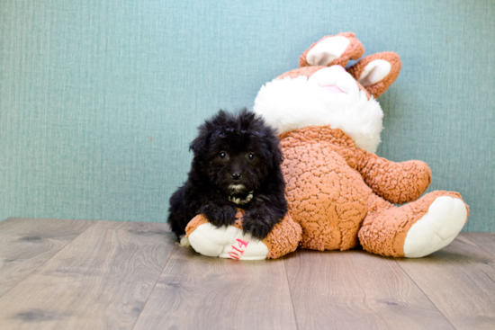 Playful Maltese Poodle Poodle Mix Puppy
