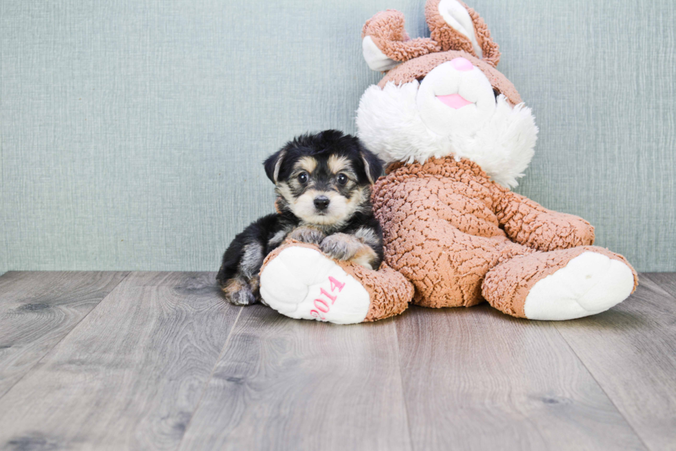 Morkie Pup Being Cute