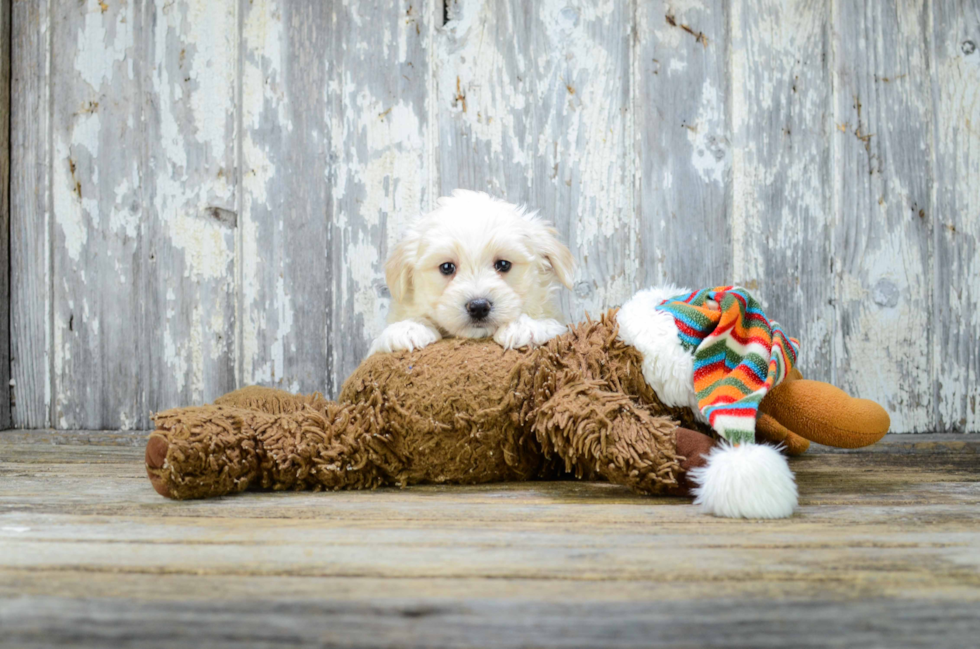 Maltipoo Puppy for Adoption