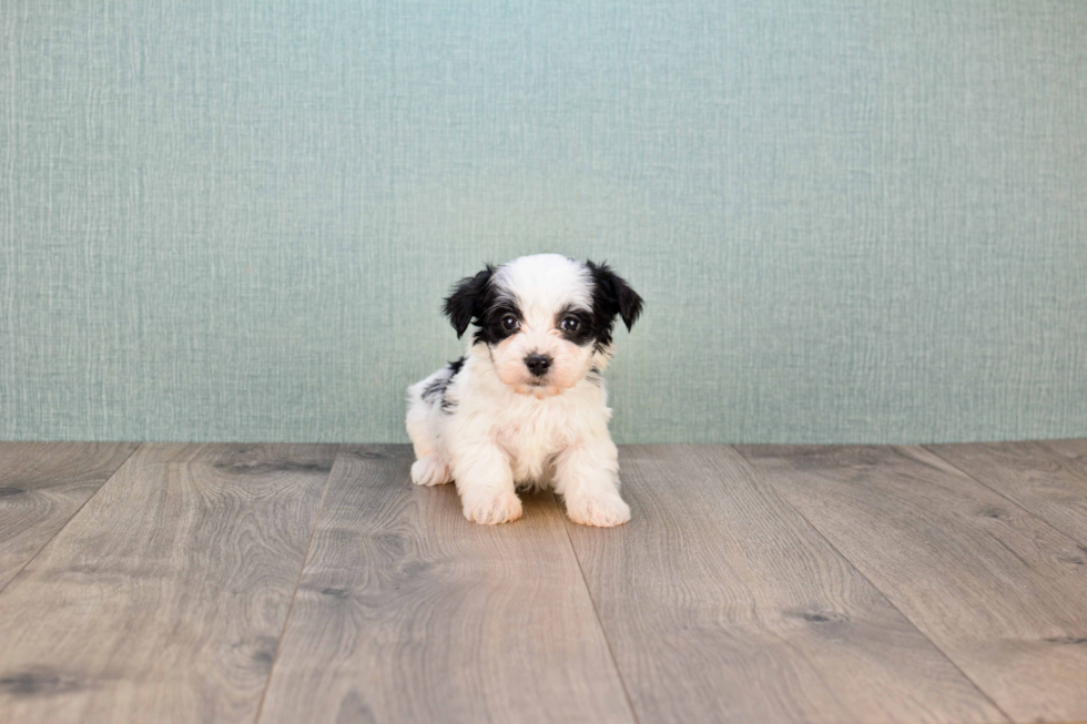 Morkie Pup Being Cute
