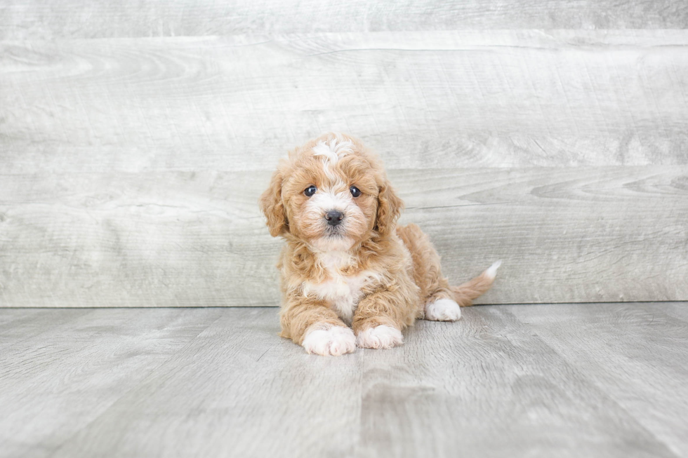 Teddy Bear Puppy for Adoption