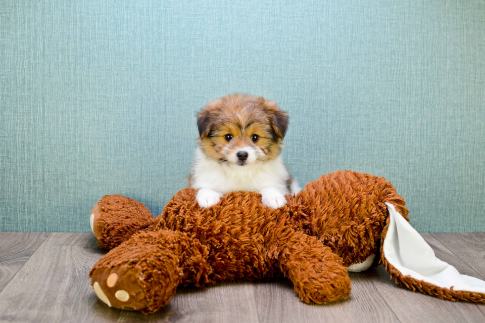 Cute Yorkie Pom Baby