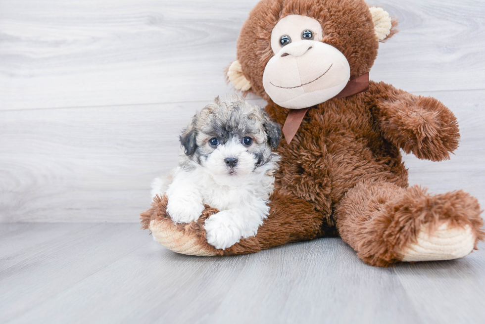 Sweet Havanese Purebred Puppy