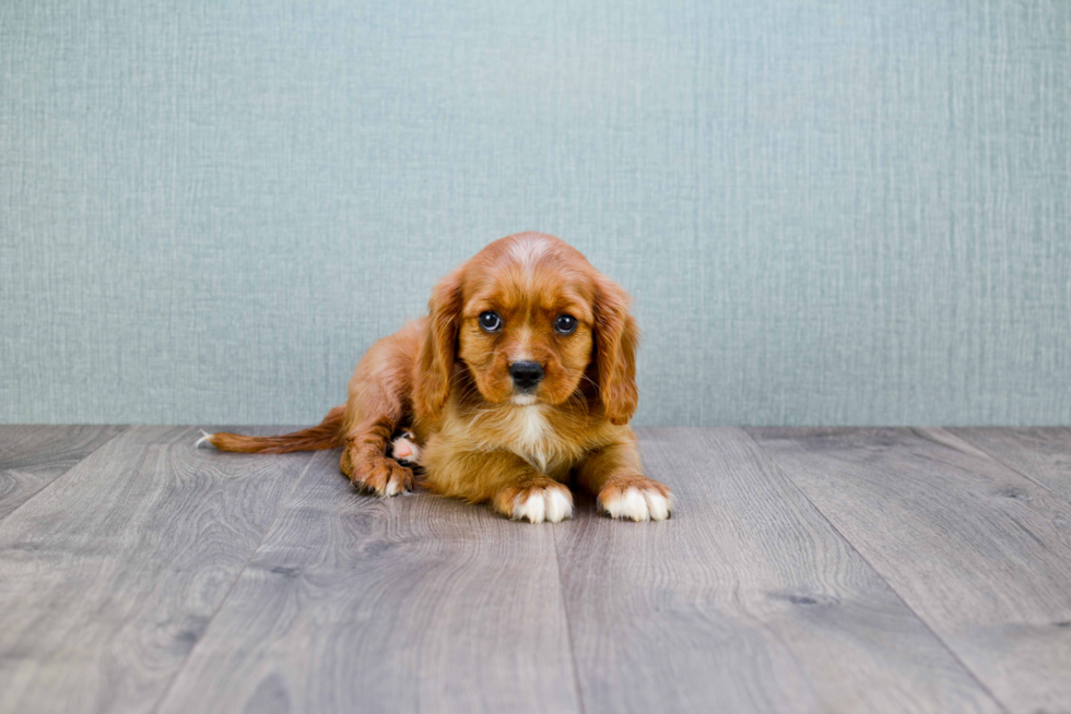 Hypoallergenic Cavalier King Charles Spaniel Purebred Pup