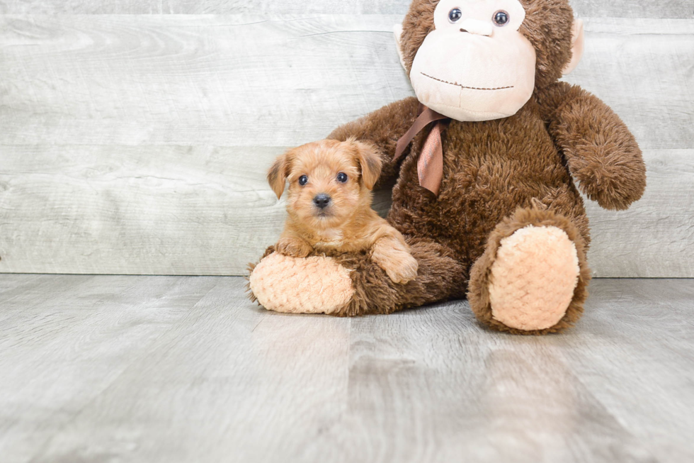 Fluffy Morkie Designer Pup