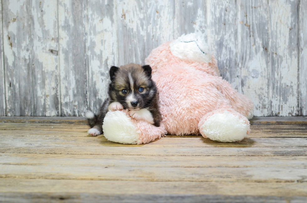Hypoallergenic Mini Husky Designer Puppy