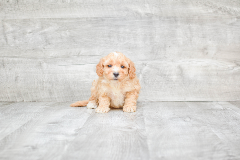 Funny Mini Bernedoodle Poodle Mix Pup