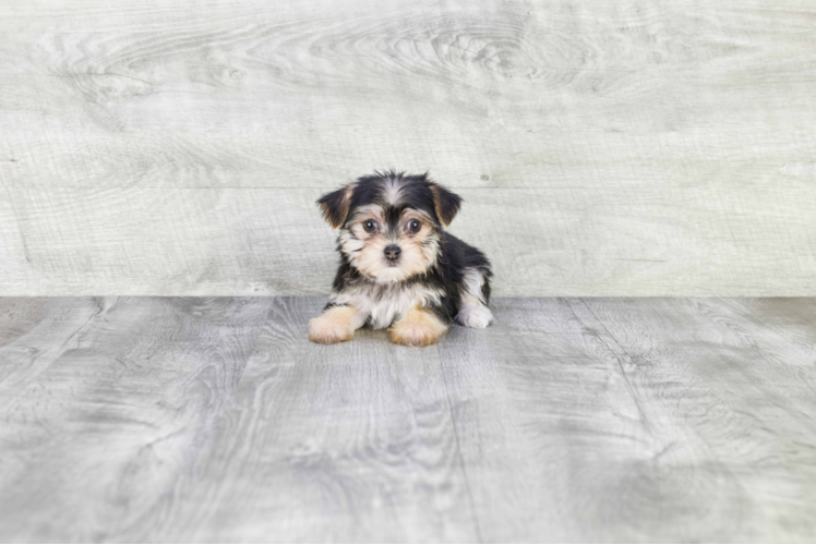 Cute Morkie Baby