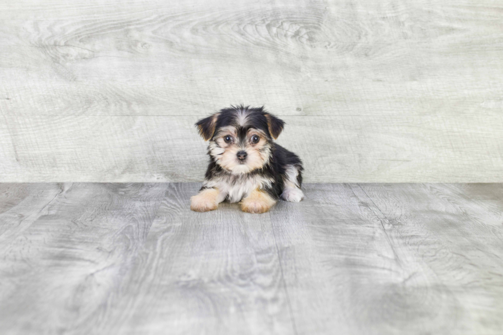Cute Morkie Baby