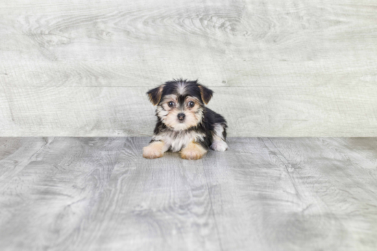 Cute Morkie Baby