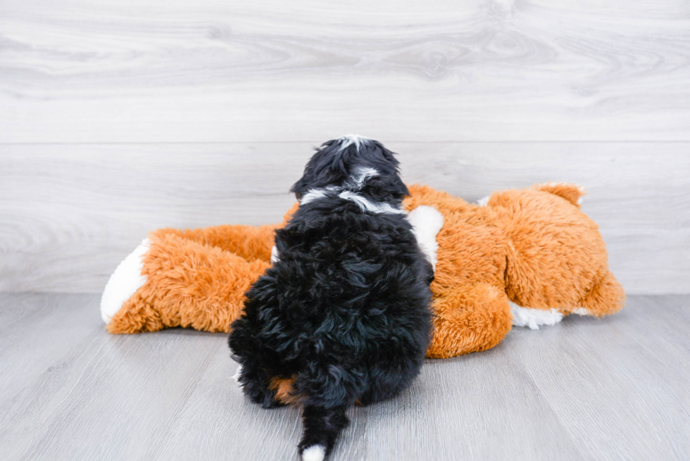 Adorable Mini Berniedoodle Poodle Mix Puppy
