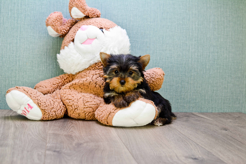 Meet Heidi - our Yorkshire Terrier Puppy Photo 