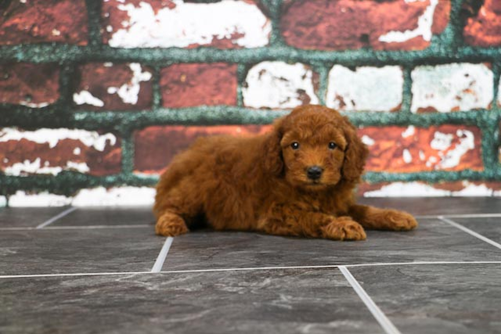 Mini Goldendoodle Pup Being Cute