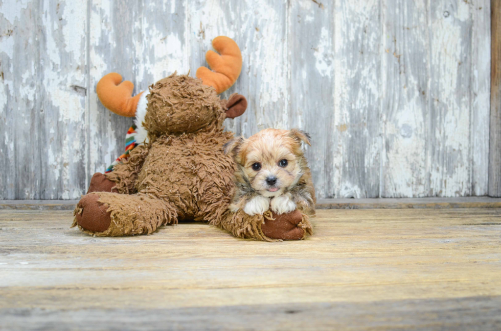 Energetic Yorkie Designer Puppy