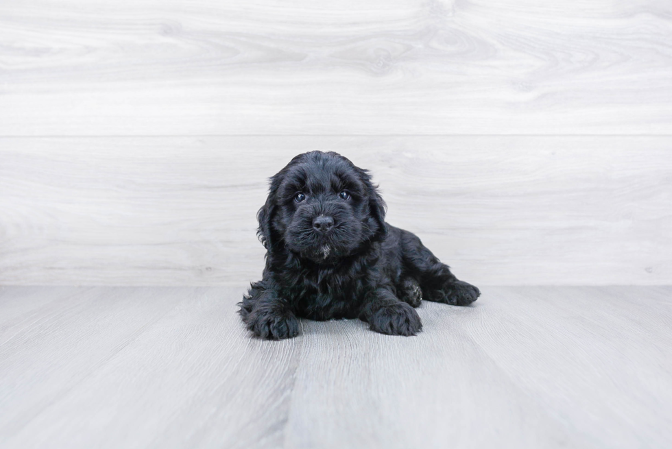 Mini Bernedoodle Puppy for Adoption