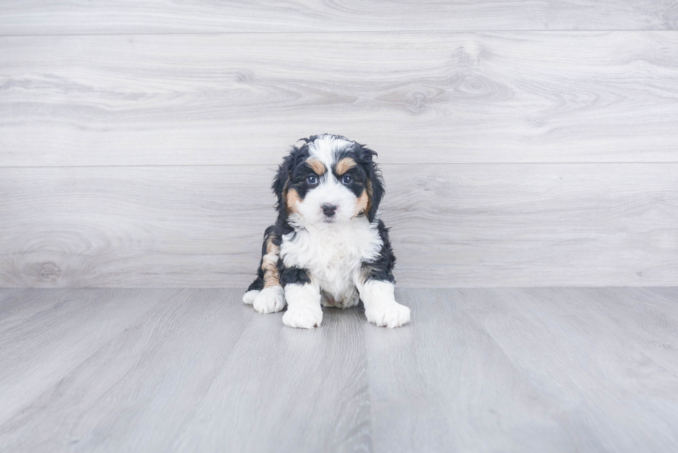Playful Bernadoodle Poodle Mix Puppy