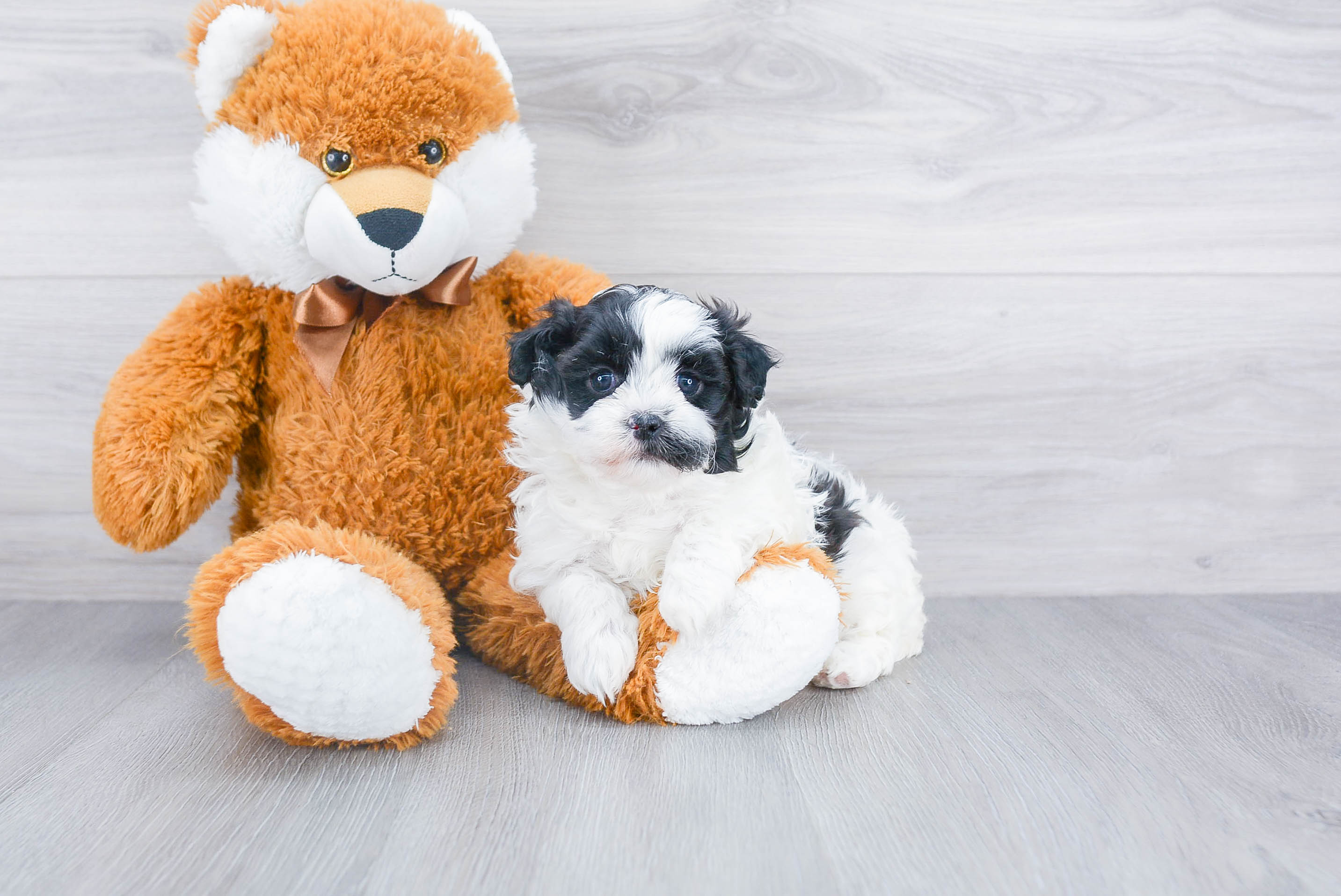 Cute Teddy Bear Baby