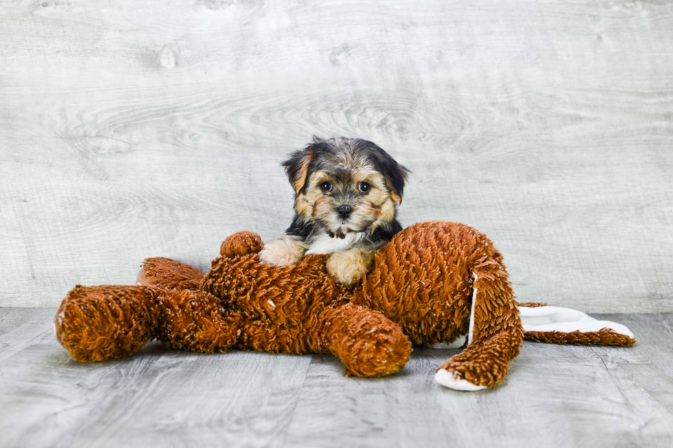 Hypoallergenic Yorkie Designer Puppy