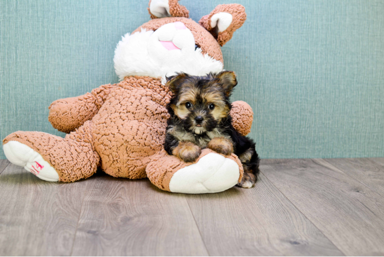 Energetic Yorkie Designer Puppy
