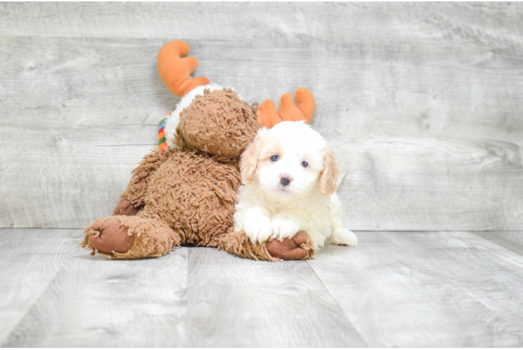 Cavachon Puppy for Adoption