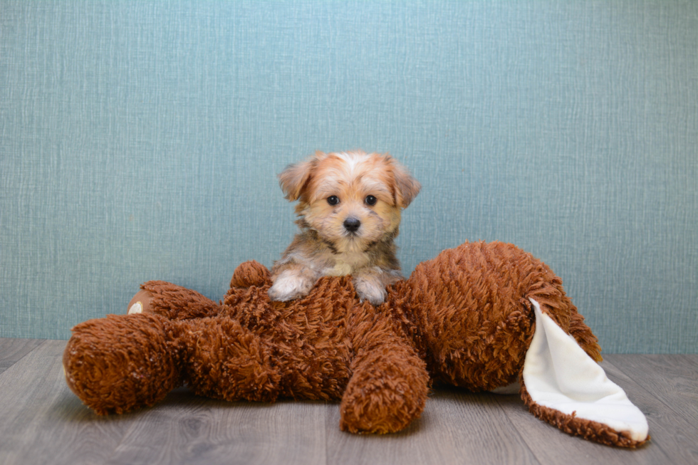 Hypoallergenic Yorkie Designer Puppy